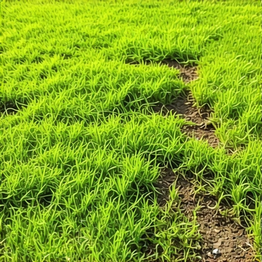 Stop Lawn Moss: Why You Need High-Zinc Soil Spray